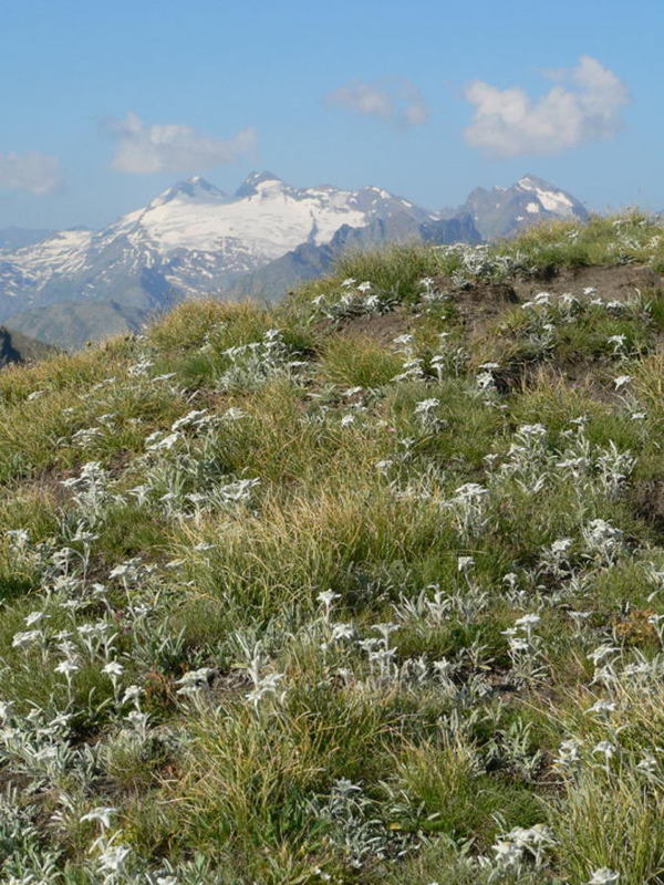 Stella alpina